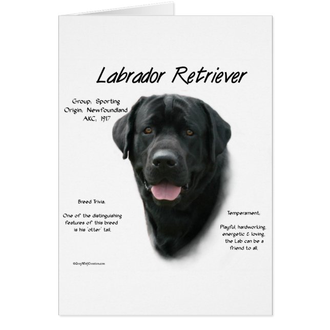 Conception de l'historique du Labrador Retriever ( (Devant)