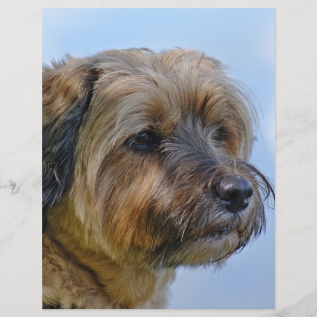 Conception Terrier (Devant)