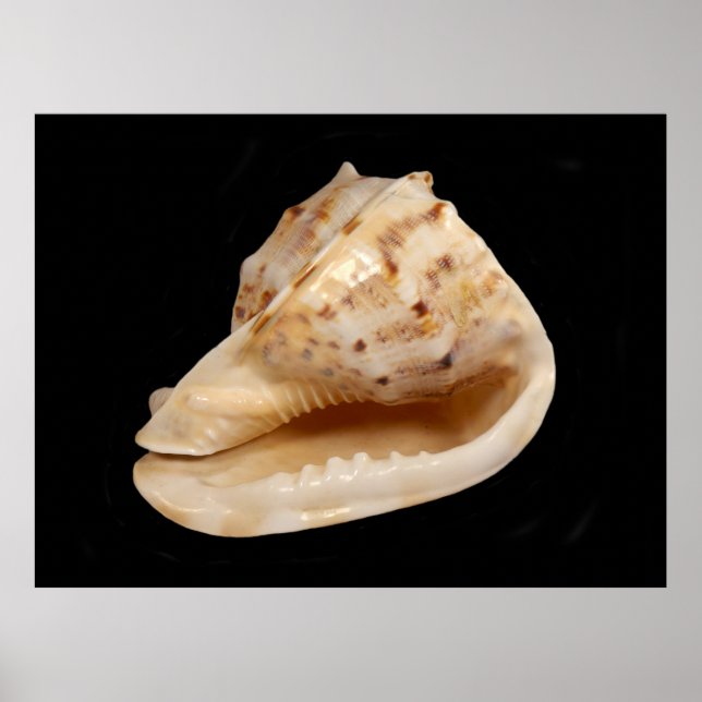 Conch Shell Poster (Devant)
