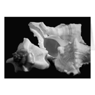 Conche en noir et blanc