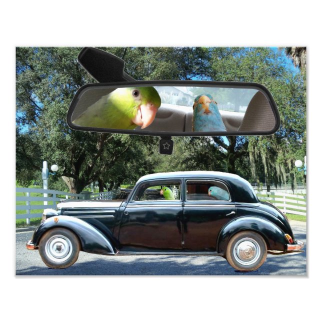 Conduite Miss Daisy Pacific Parrotlets Photo (Devant)