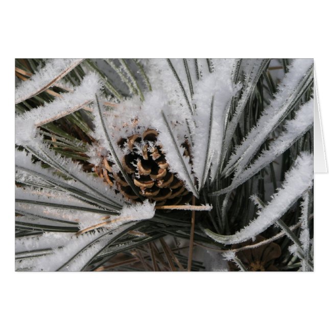 Cône de pin d'hiver (Devant horizontal)