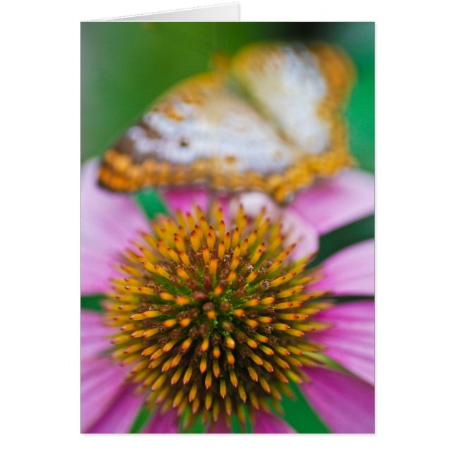 Coneflower pourpre (Devant)