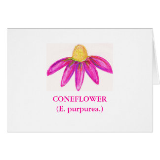 CONEFLOWER (purpurea d'E.)