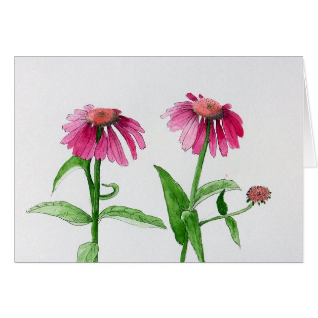 Coneflowers pourpre (Devant Horizontal)