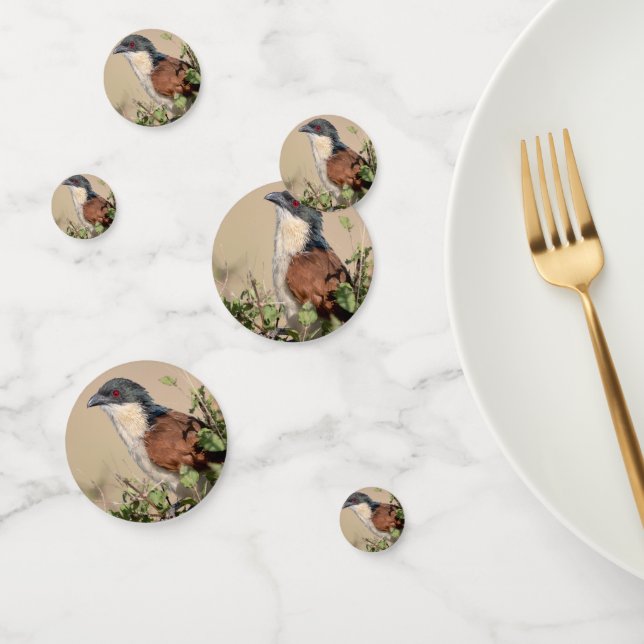 Confettis Coucal de Burchell (Groupe)