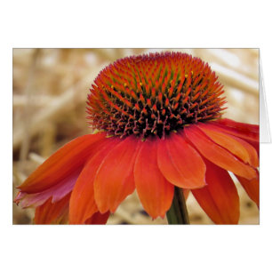 Confleur orange