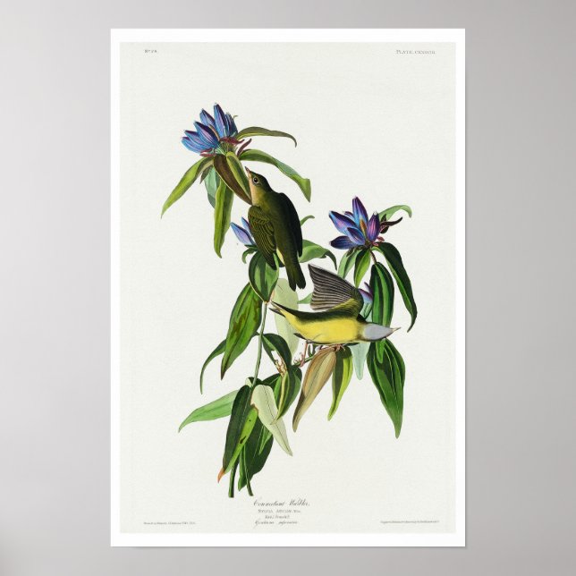 Connecticut Warbler by Audubon Poster (Devant)