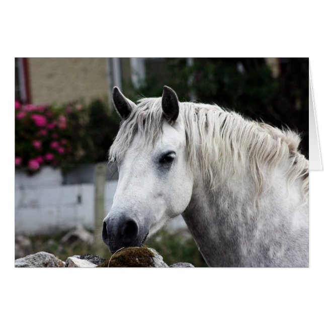 Connemara Pony (Devant horizontal)
