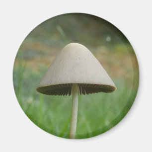 Conocybe rickenii Aimant à champignons
