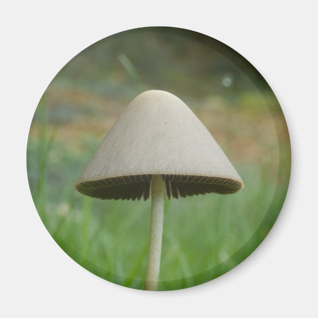 Conocybe rickenii Aimant à champignons (Devant)