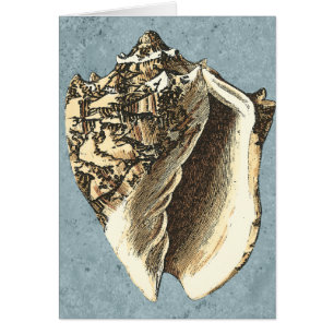 Conque délavée Shell