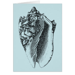 Conque Shell d'Aqua