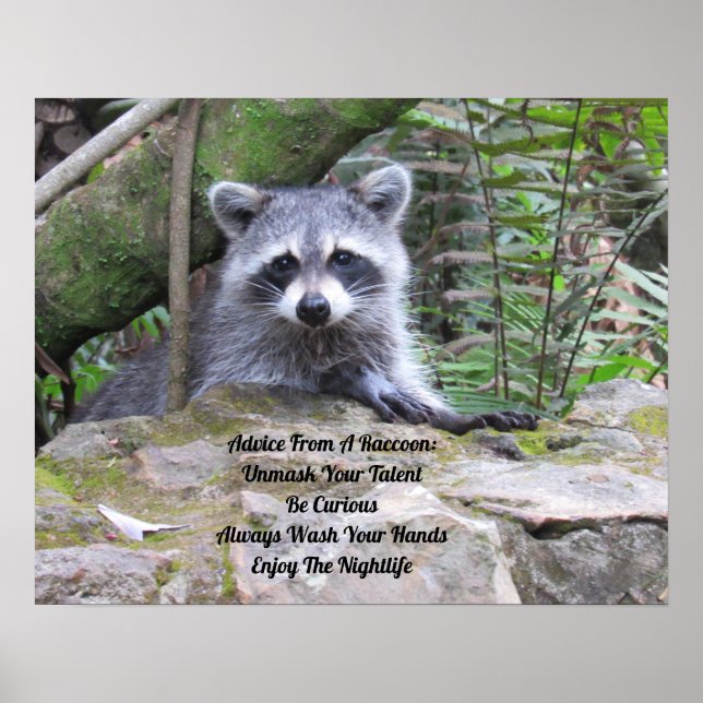 Conseil D'Une Poster Raccoon (Devant)
