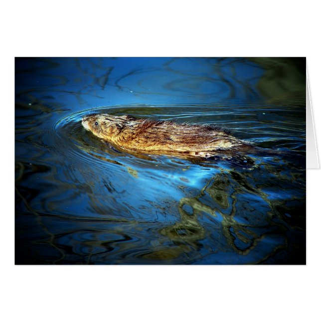 Conseil musculaire (Devant horizontal)