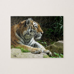Considérer le puzzle de tigre