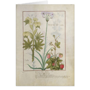 Consiligo, Burreed et fraise