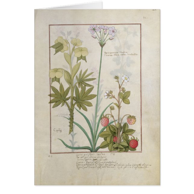 Consiligo, Burreed et fraise (Devant)