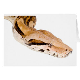 Constricteur de boa