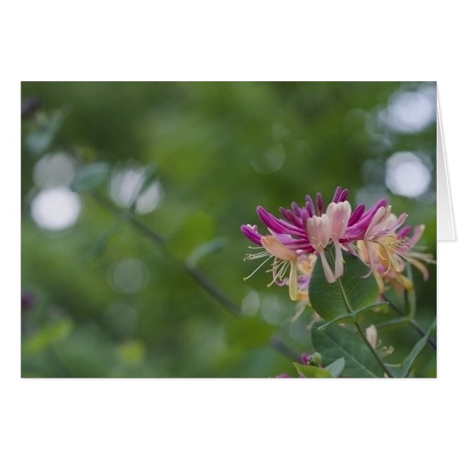 Contact de chèvrefeuille (Devant horizontal)