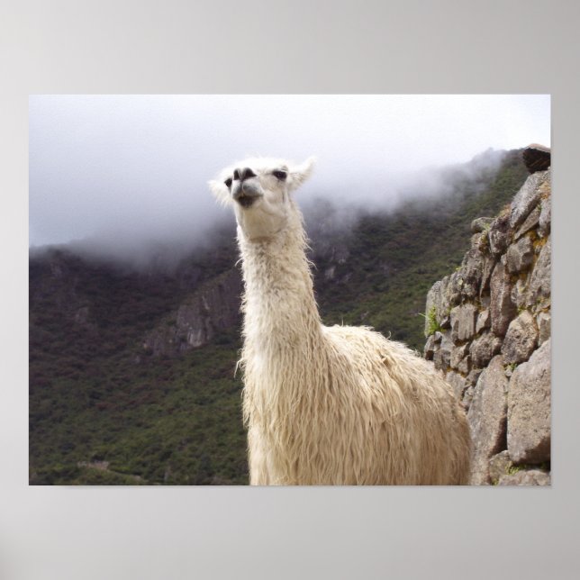 Contemplating Llama poster (Devant)