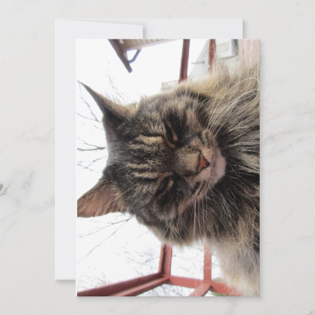 Contenu de chaton Maine Coon Maine (Devant)
