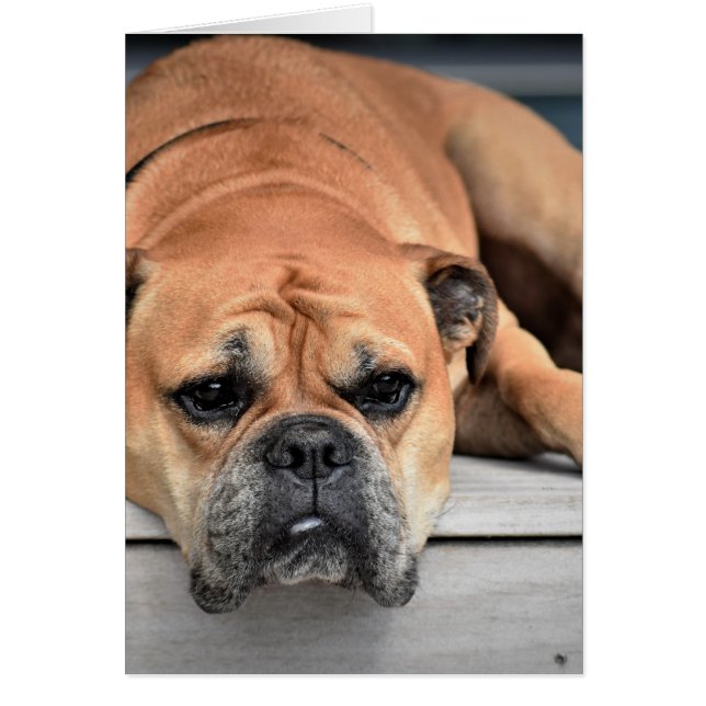 Continental Bulldog personnalisable (Devant)