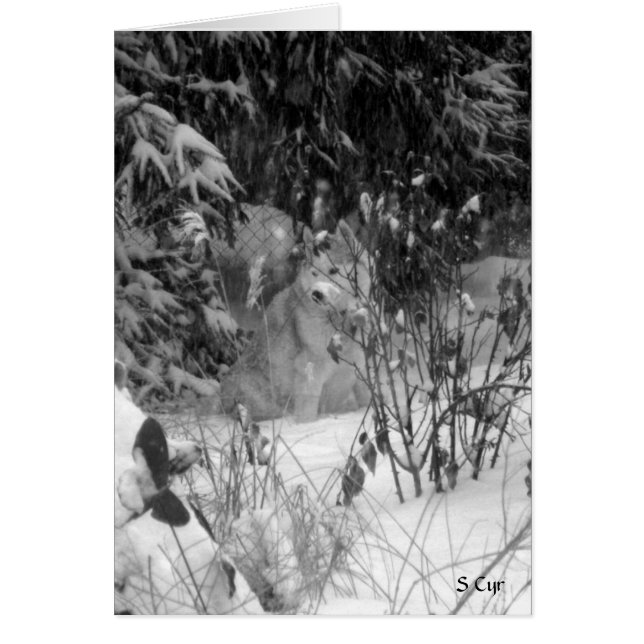 Contre la neige, S Cyr (Devant)