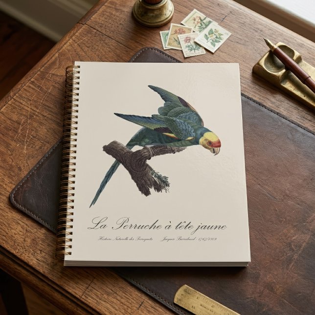 Conure de Caroline, Conuropsis carolinensis (Carolina parakeet, Conuropsis carolinensis. Planner)