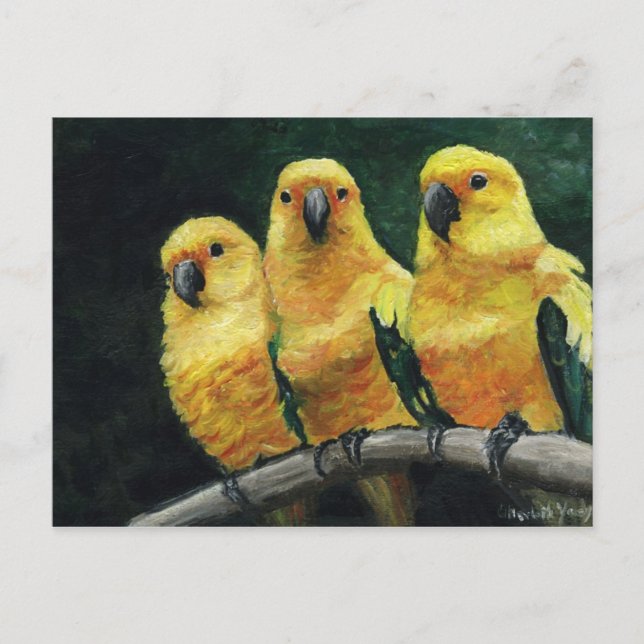"Conures des trois soleils" Carte postale d'art d' (Devant)