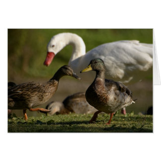 Convention sur le canard
