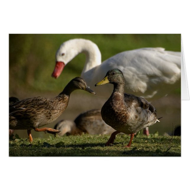 Convention sur le canard (Devant horizontal)