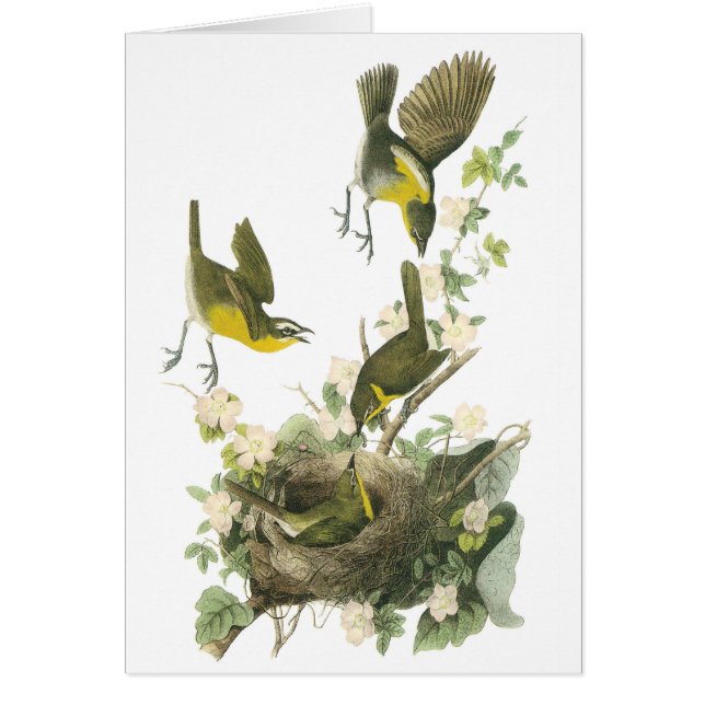 Conversation à la poitrine jaune par Audubon (Devant)