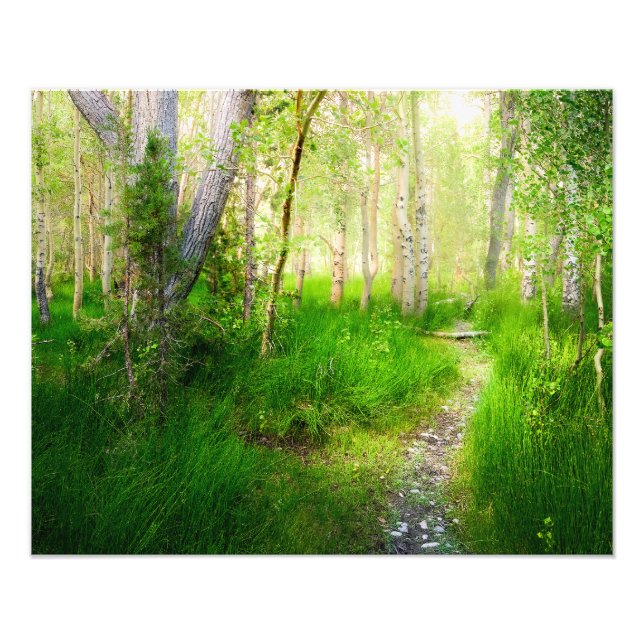Convict Lake Aspens and Lush Grass Photo Wall Art (Devant)