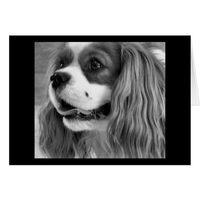 Cookie (Devant horizontal)