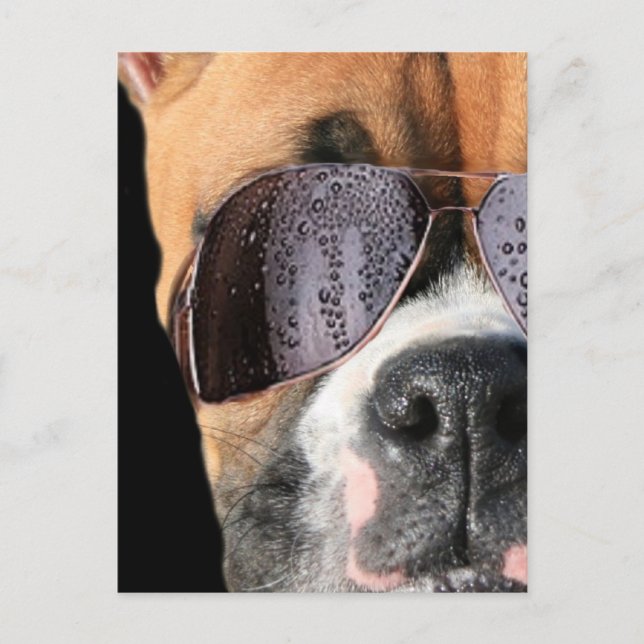 Cool Boxer en lunettes de soleil carte postale (Devant)