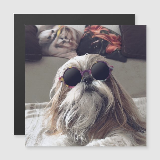 Cool Shih Tzu cheveux longs Lunettes de soleil vin (Devant / Derrière)