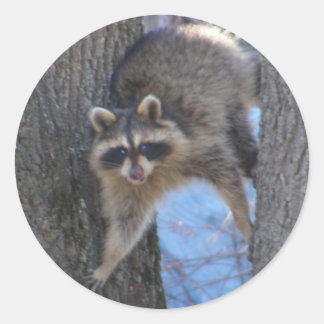 Coon arboré ~ autocollant