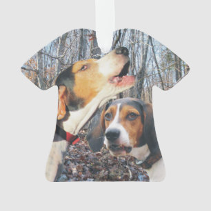 Coonhound de marcheur de Treeing