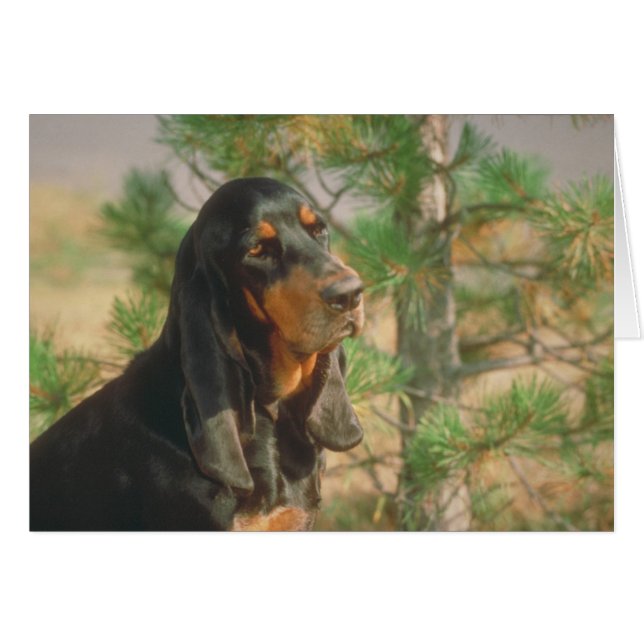 Coonhound noir et tan (Devant horizontal)