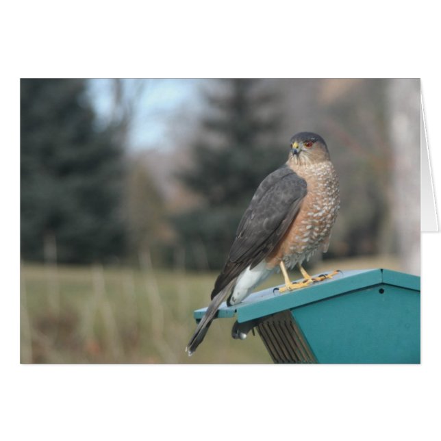 Coopers Hawk (Devant horizontal)