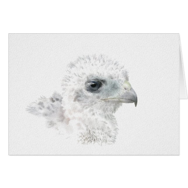 Coopers Hawk Chick (Devant horizontal)