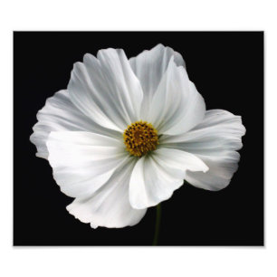 Copie blanche de photo de cosmos