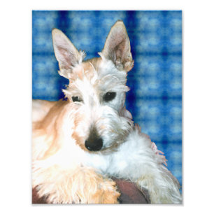 Copie blonde comme les blés de photo de Scottie