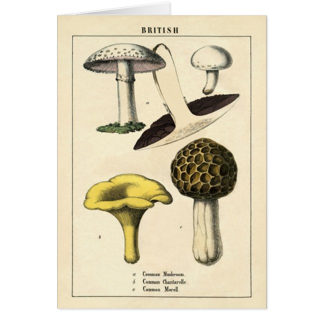 Copie botanique - champignons et champignons (Devant)