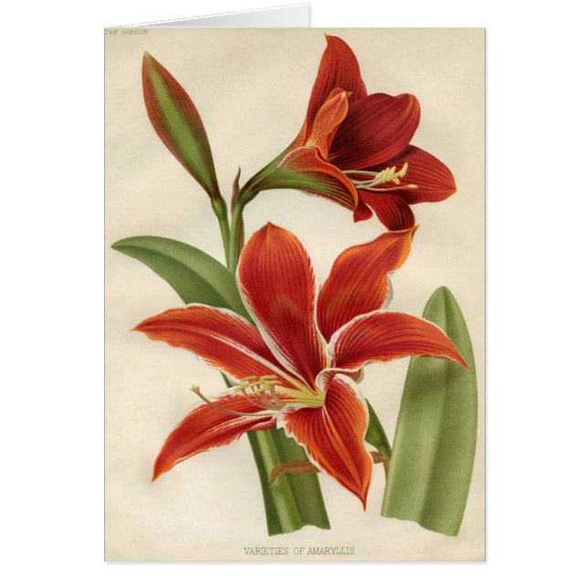 Copie botanique vintage - amaryllis (Devant)