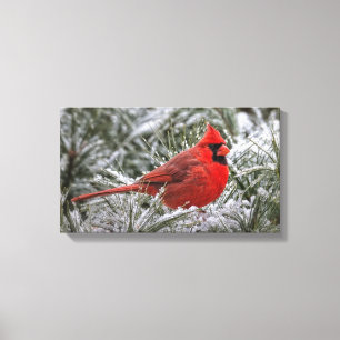 copie de la toile 12 X12 le cardinal rouge