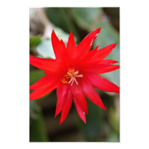 Copie de photo - cactus de Pâques
