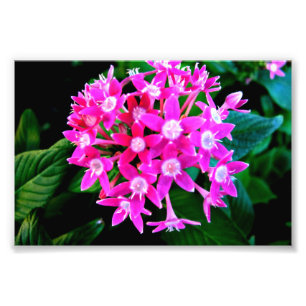 Copie de photo de belles fleurs roses