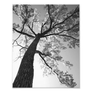 Copie de photo de l'arbre le plus grand
